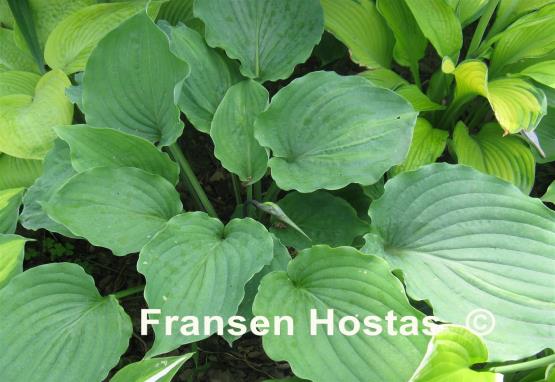 Hosta Tutu